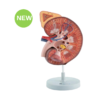 Kidney Model On Stand