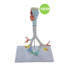 Trachea Section Model 3-Parts