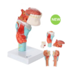 Larynx With Tongue 5-Parts