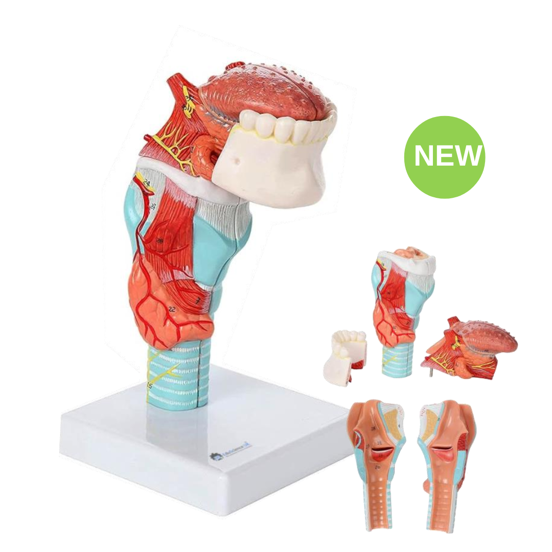 Larynx With Tongue 5-Parts