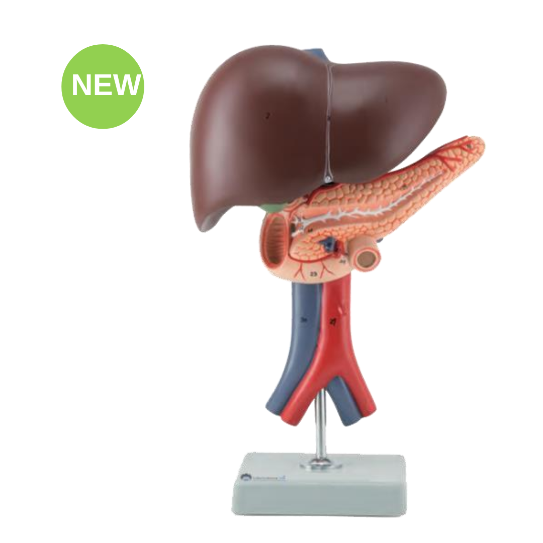 Liver Pancreas and Duodenum