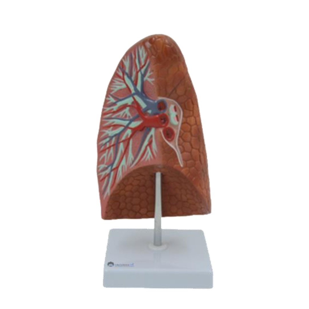 Life-Size Normal Lung Model