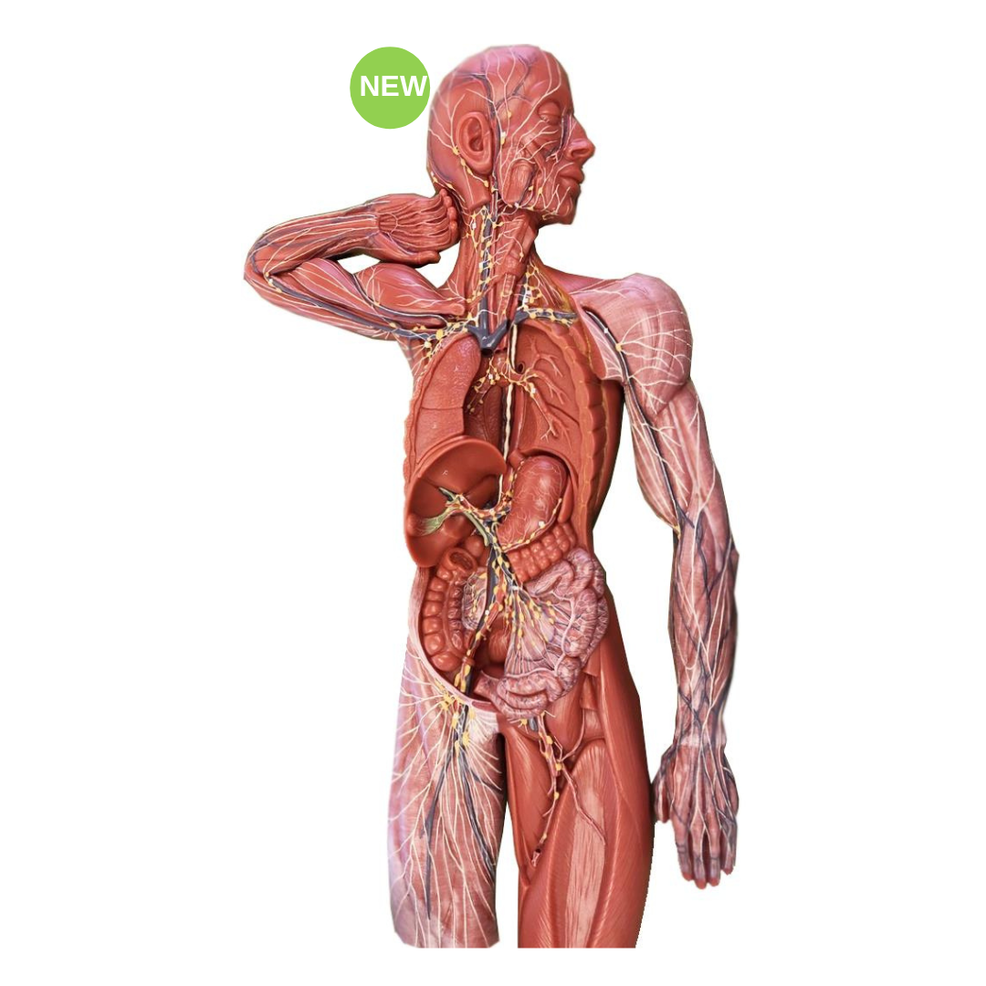 Life-Size Lymphatic System Model