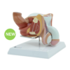 Male Genital Organ Model