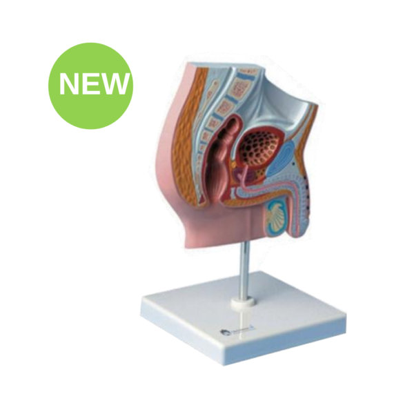 Male Pelvis Anatomy Model