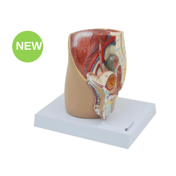 Half-Size Male Pelvis