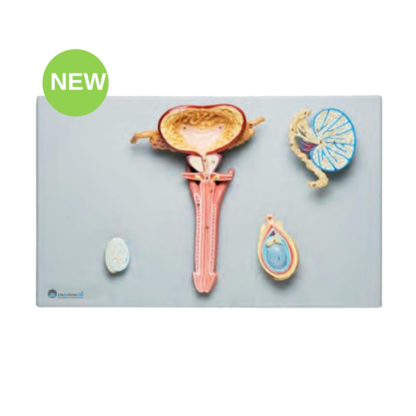 Male Reproductive System Model