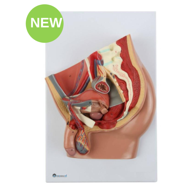 Male Pelvis Section Model