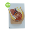 Female Pelvis Anatomy Model