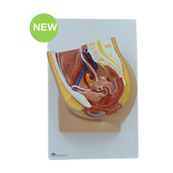 Female Pelvis Anatomy Model