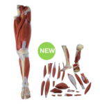Life-Size Leg Muscles Model