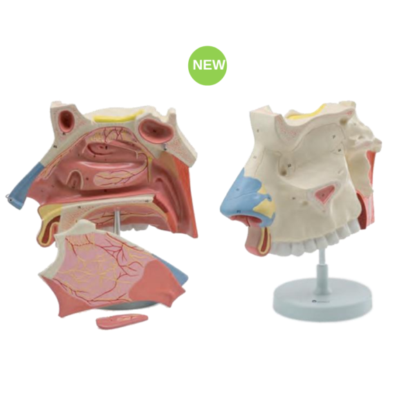 Nasal Cavity Model 3-Parts