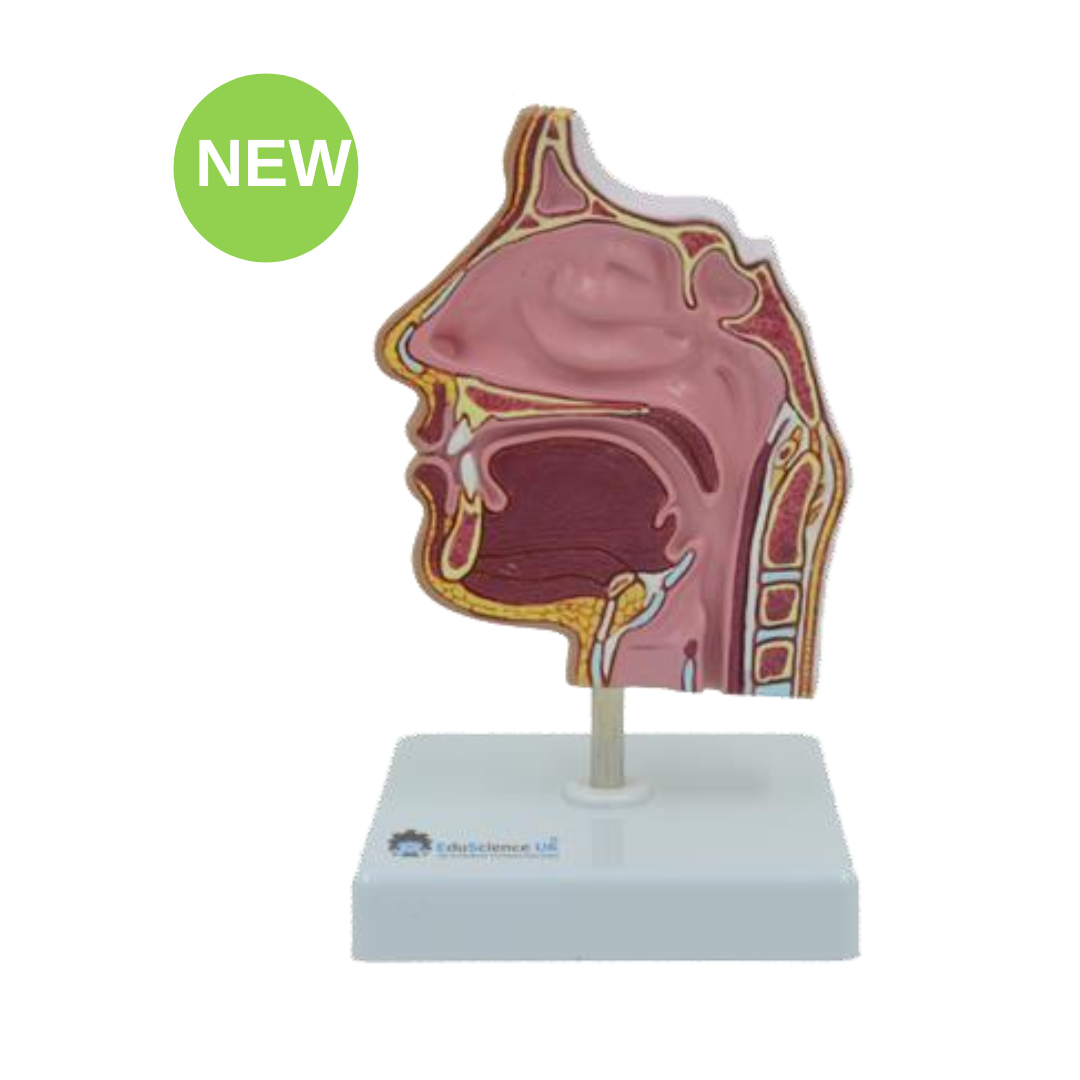 Full-Size Nasal Cavity Model