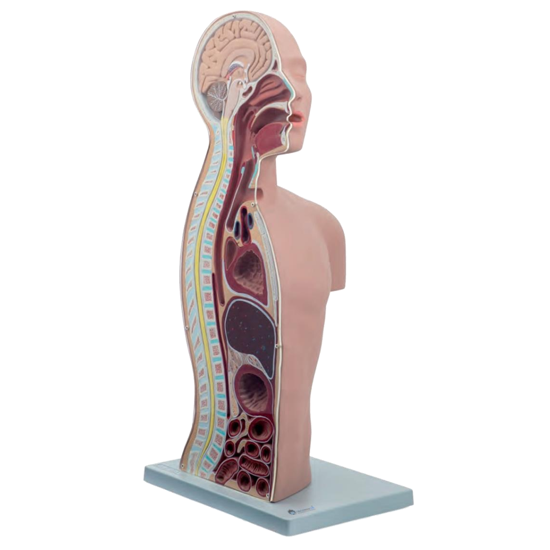 Nasogastric & Tracheostomy Torso Model