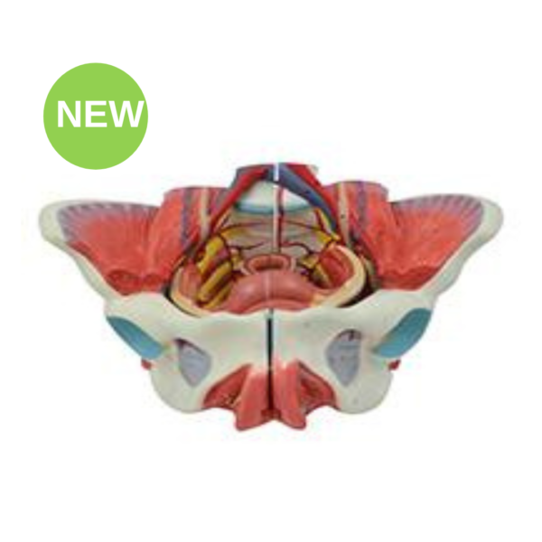 Pelvic Floor Muscle 4-Parts