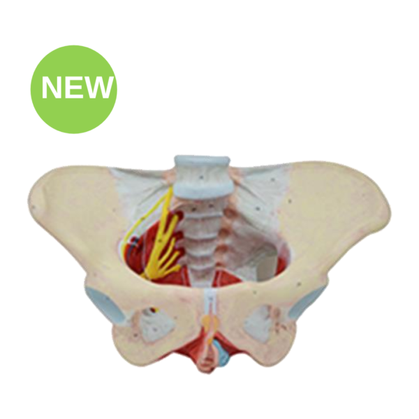 Pelvic Floor Muscle Model