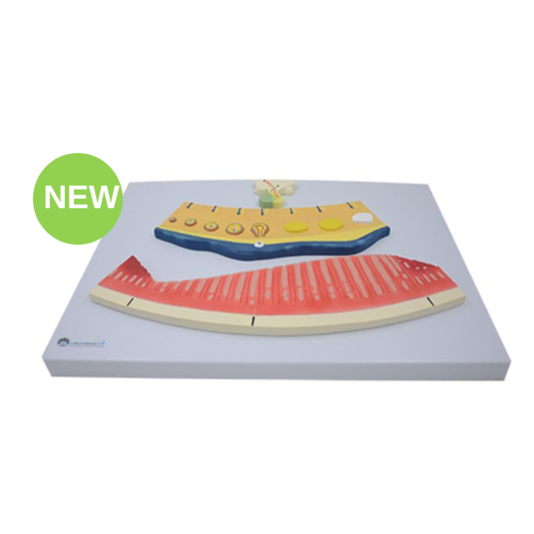 Female Hormone Periodic Cycle