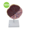 Placenta Model on Base