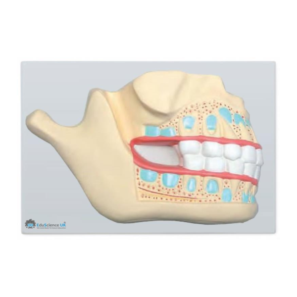Deciduous Teeth Relief Model