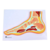 Human foot anatomy model