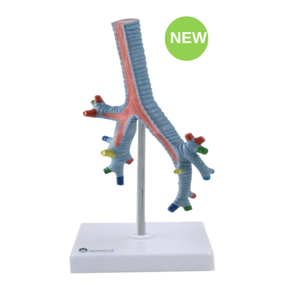 Life -Size Segmental Bronchi Model