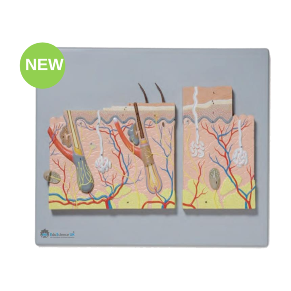 Enlarged Skin Relief Model