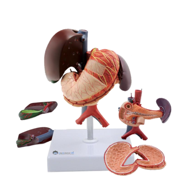 Organs of Abdomen 6-Parts