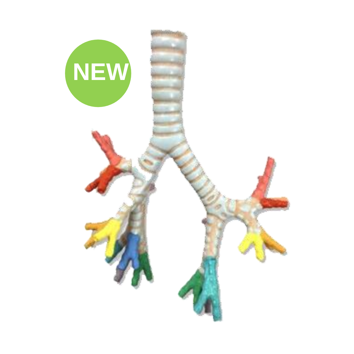 Trachea & Bronchial Tree Model