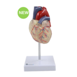 LIfe-Size Transparent Heart Model