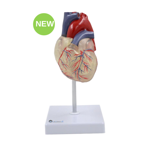 LIfe-Size Transparent Heart Model
