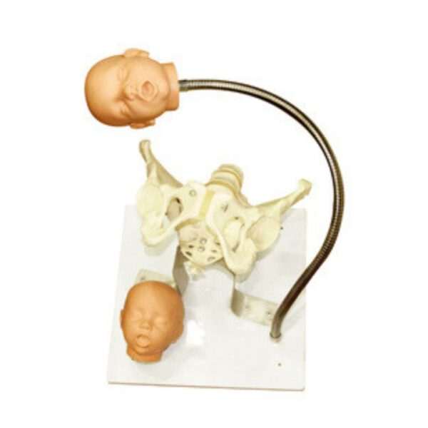 Pelvis with Fetal Heads Model