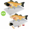 Fish Anatomy Model on Stand
